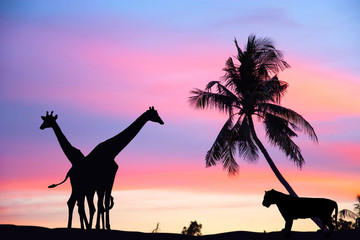 Tiger is staring to eat a giraffe. the sun goes down, the colors are beautiful. Black silhouette