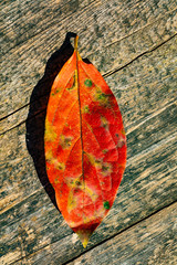 紅葉した葉