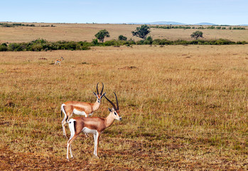 Gazelles in the jungle of Kenya under a cloudy sky