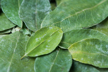 Coca leaf still life display.