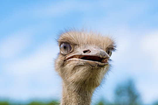 Cute ostrich bred in ostrich ranch / hokkaido Japan