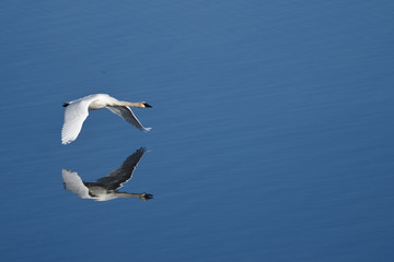 Fototapeta na wymiar Trumpeter Swans in Flight