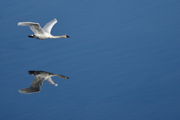 Fototapeta premium Trumpeter Swans in Flight