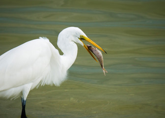 Nice photo of a Great Egret (Ardea alba) eating a fish in the Gulf of Mexico near St. Pete Beach, Florida.