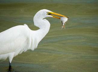 Nice photo of a Great Egret (Ardea alba) eating a fish in the Gulf of Mexico near St. Pete Beach, Florida.