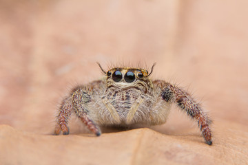 macro young female Hyllus diardi or Jumping spider
