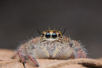 macro young female Hyllus diardi or Jumping spider