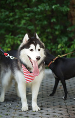 Black Siberian Husky dog wearing stripe bandana standing on the concrete block floor