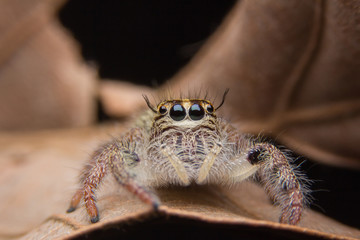macro young female Hyllus diardi or Jumping spider