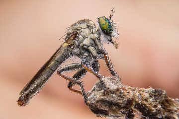 macro shot of a robber fly select eye focus, eye Insect