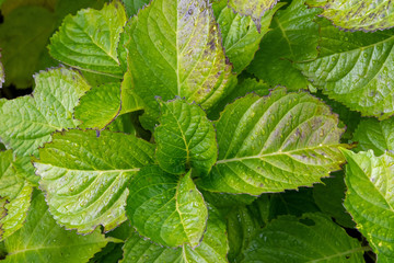 雨でしっとりと濡れた葉