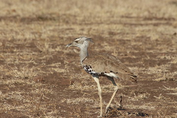 A lonely Kori bustard