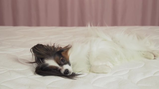 Beautiful dog Papilon lying on bed stock footage video