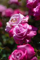 pink rose in the garden