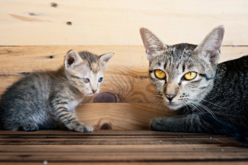 Cute Kitten and mother with wood background