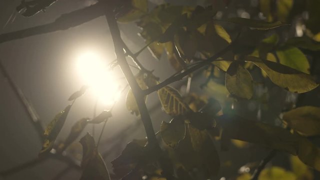 Lantern illuminates yellow leaves of walnut tree at night in autumn