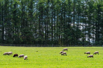 のんびりと草を喰む羊 / 夏の北海道 美瑛町の風景