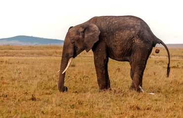 Naklejka na ściany i meble Elephants in the savannah of Kenya under a cloudy sky
