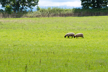 Obraz premium のんびりと草を喰む羊 / 夏の北海道 美瑛町の風景