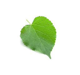 Green Mulberry leaf isolated on white background