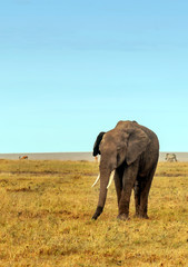 Elephants in the savannah of Kenya under a cloudy sky