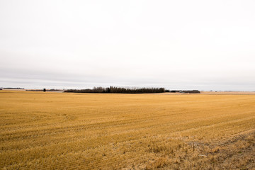 Fototapeta premium Farm lands Fresh crops