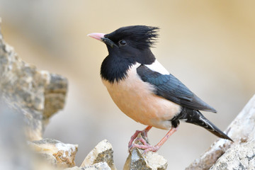 Rosy starling (pastor roseus)