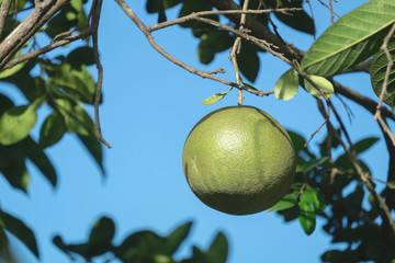 Raw Pamelo with a Branch on the Pamelo Tree