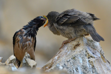 Obraz premium Rosy starling (pastor roseus)