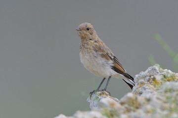 Pied Wheatear (Oenanthe pleschanka) chick