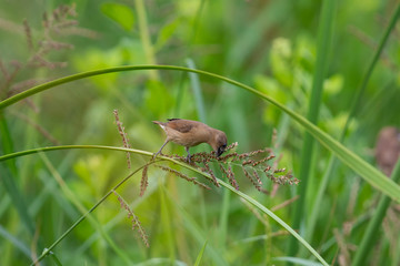 Scaly breasted munia.The scaly-breasted munia or spotted munia, known in the pet trade as nutmeg mannikin or spice finch, is a sparrow-sized estrildid finch native to tropical Asia. A species of the g