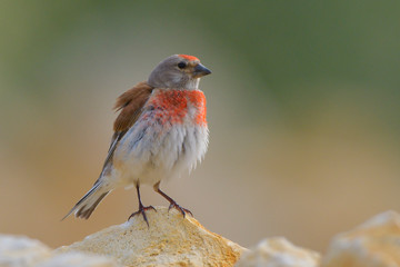 Common Linnet (Linaria cannabina), male