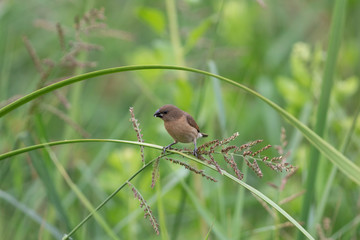 Scaly breasted munia.The scaly-breasted munia or spotted munia, known in the pet trade as nutmeg mannikin or spice finch, is a sparrow-sized estrildid finch native to tropical Asia. A species of the g