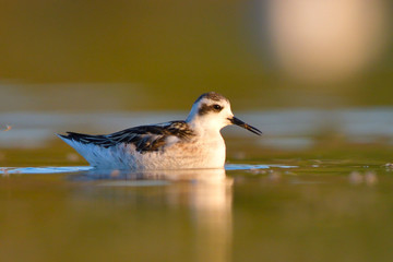 Red necked phalarope in winter plumage