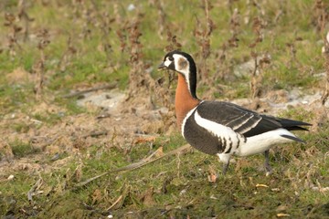 Red Breasted Goose (Branta ruficollis)