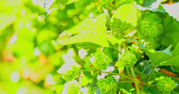 Green fresh hop cones on branch. Ingredients of making beer and bread.