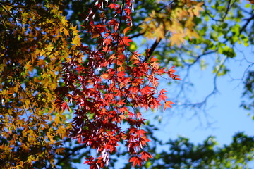 秋の紅葉