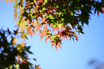 秋の紅葉