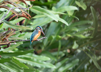 Common kingfisher (alcedo atthis) It also known as the Eurasian kingfisher, and river kingfisher, is a small kingfisher with seven subspecies recognized within its wide distribution.