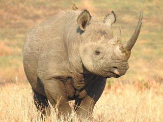 Obraz premium white rhinoceros in the wild