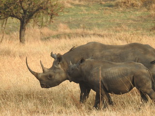 Obraz premium white rhinoceros in south africa