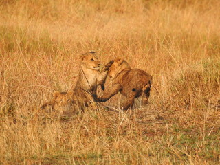 Obraz na płótnie Canvas Lion cubs playing