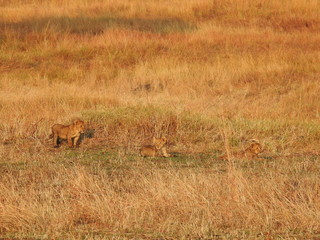 PLaying Lion cubs