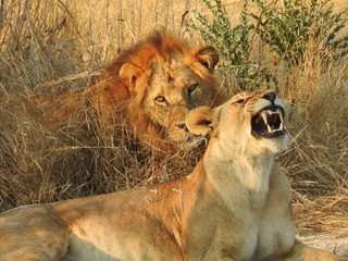 Mating Lion pair