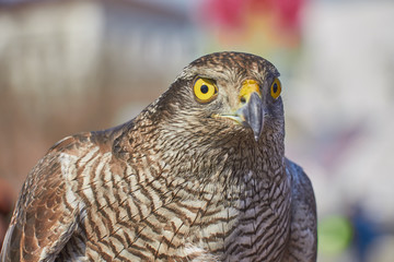 golden eagle