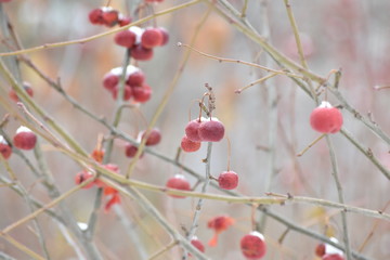 wild apples (raenet)