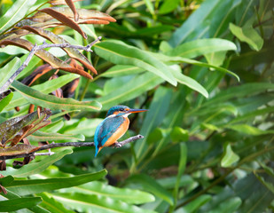 Common kingfisher (alcedo atthis) The common kingfisher also known as the Eurasian kingfisher, and river kingfisher, is a small kingfisher with seven subspecies recognized within its wide distribution