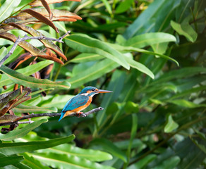 Common kingfisher (alcedo atthis) The common kingfisher also known as the Eurasian kingfisher, and river kingfisher, is a small kingfisher with seven subspecies recognized within its wide distribution