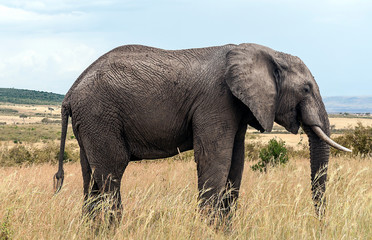 Fototapeta na wymiar Elephants in the savannah of Kenya under a cloudy sky