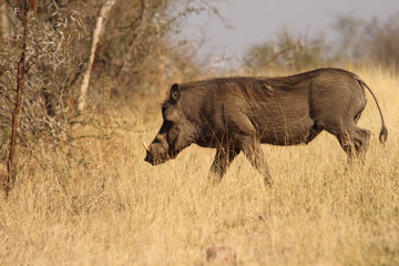 Fototapeta na wymiar Warthog in South Africa